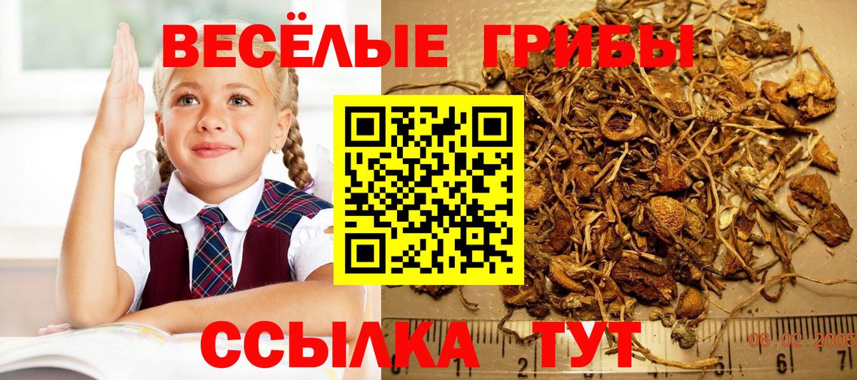 Псилоцибиновые грибы MAGIC MUSHROOMS  Вход с VPN  где можно купить наркотик  Саяногорск 
